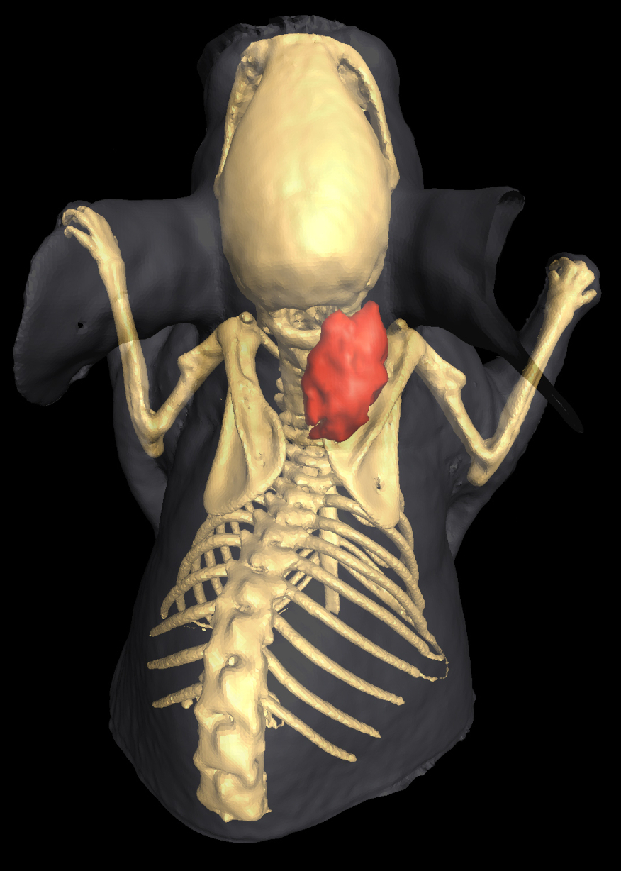 High resolution Image of a skeleton